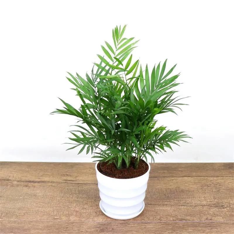 SOPOTUTU Puppenhaus Blumen 2 Stück - Miniatur Pflanzen Für Puppenhaus Deko & DIY