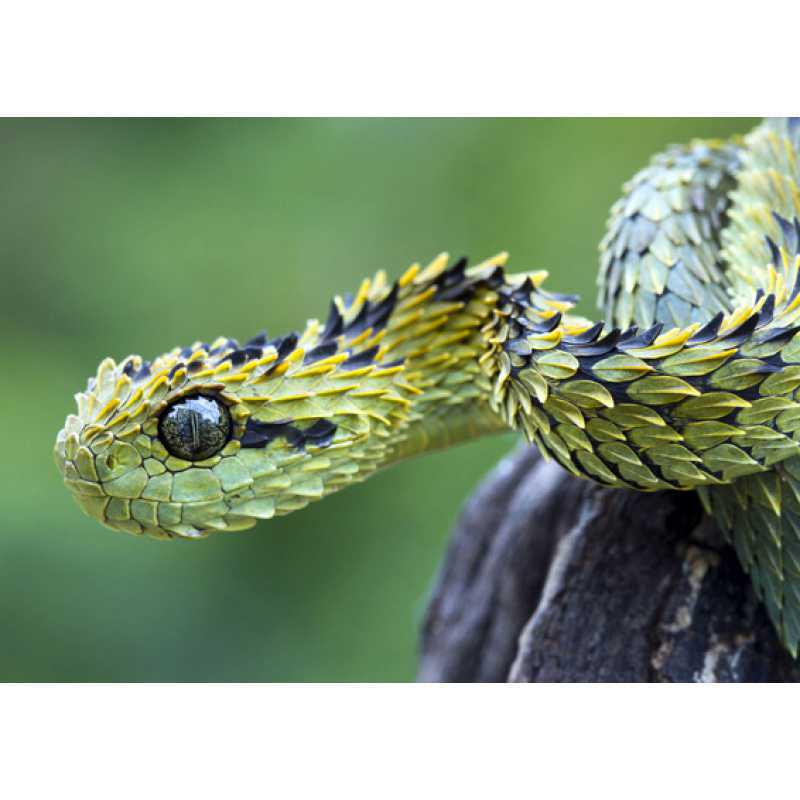 

Free Shipping Snake Animal Poster - Framed Decorative Wall Art on Kraft Paper Yellow Kraft Paper (No Glue) 30X42 cm