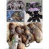 Whelping collars for newborn puppies - 14pcs adjustable nylon ID set Hwy