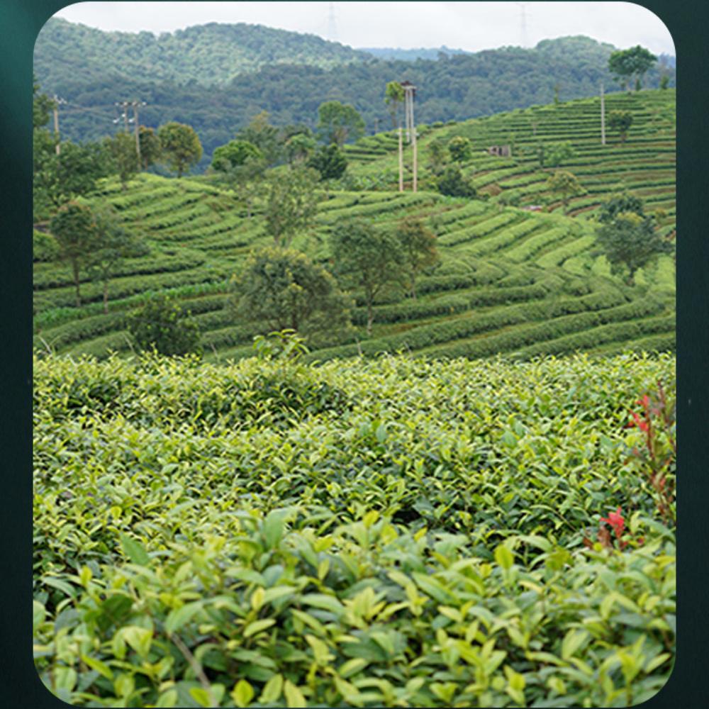 Yunnan Pu'er Tea Envelhecido Ecológico Maduro Chá Tijolo 500g Zodíaco Edição Limitada