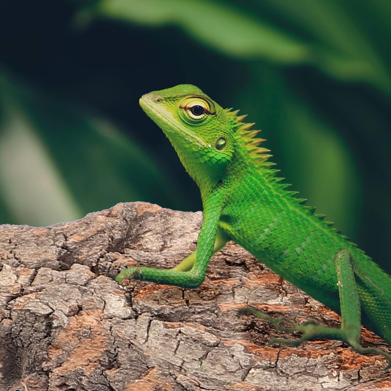 Amosfun 4 шт. Кора рептилий, пробка, древесная кора, декор, плотная подстилка из пробки для бородатой ящерицы, гекконов, черепахи, случайный размер от 3,2 до 5,5 дюйма