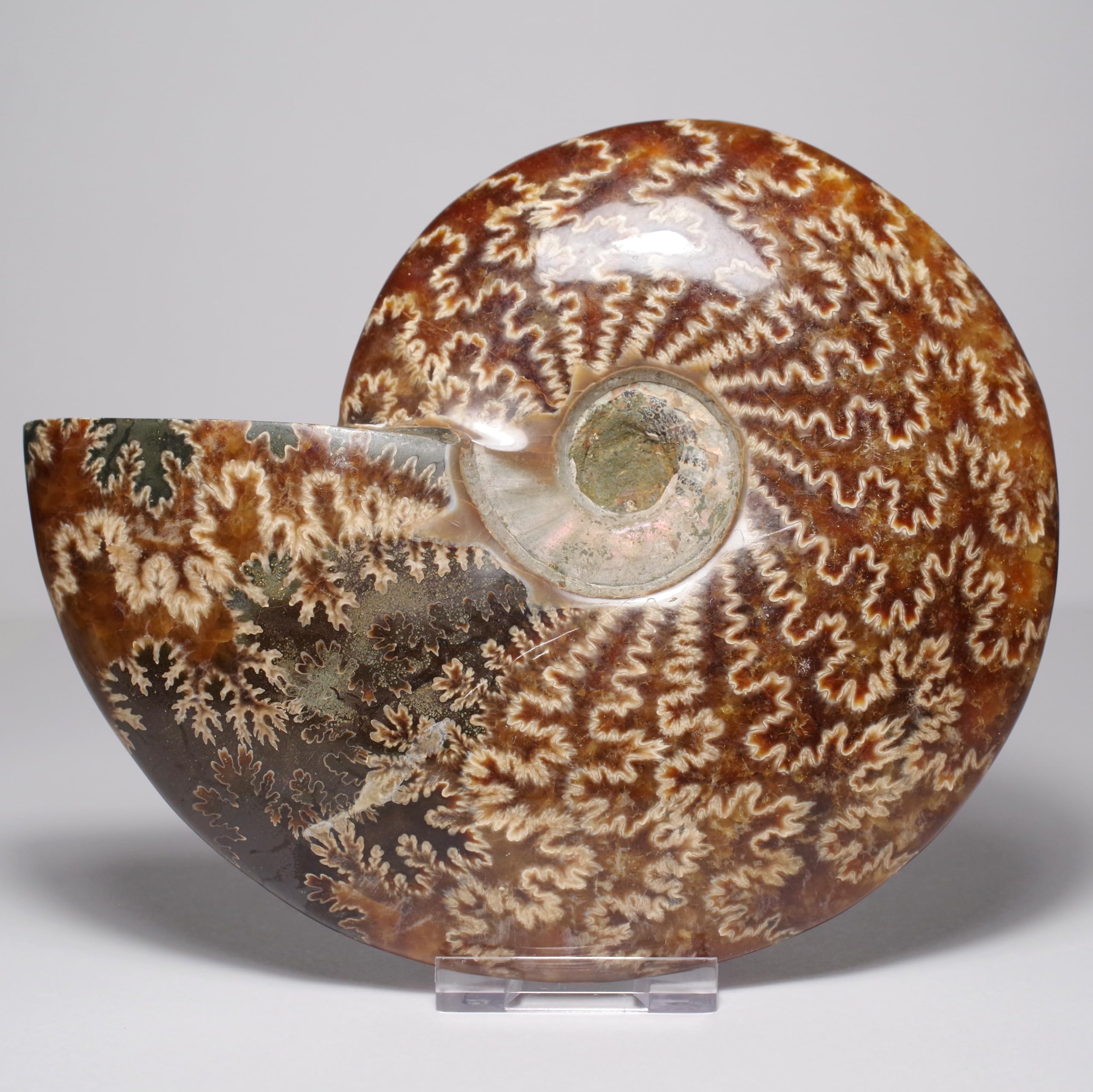 stone Natural Fossil Ammonite approximately [N2 Natural] (Suture-Pattern Ammonite) / Suture-Specimen (11  One-of-a-kind  746g, 157x132x33mm)