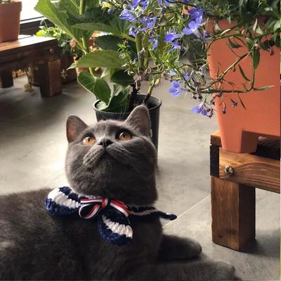 DIY Wool Knitting Hot-selling Simple Fashion Cat Puppy Holiday Decorative Scarf Baby Bow Tie