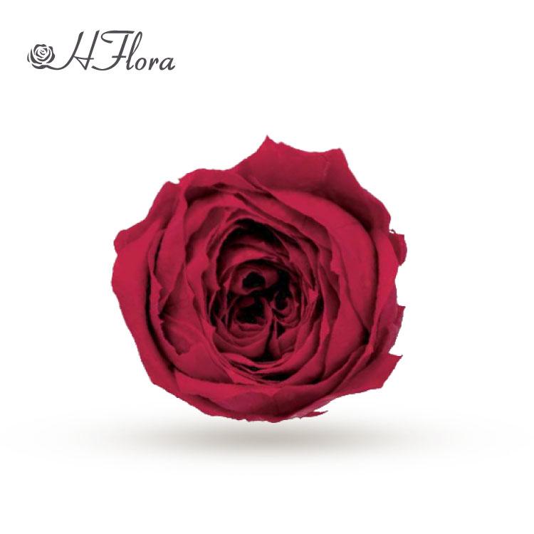 HFlora 3-4cm Preserved Austin Rose Wedding Bouquet Real Touch Dried Flowers Factory Price Long Lasting 3-5 Valentine's Day Day