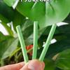 Plant Nutrition Slow-Release Sticks for Potted Flowers and Green Plants