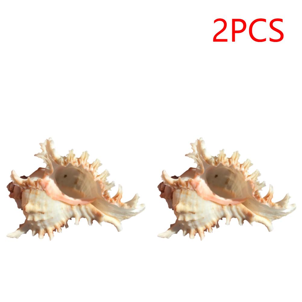 2/3/5PCS Sea Shell Plant Pot 4.7 Inch Natural Conch Air Plant Holder Seashell Decor Planter Flower Container Art Craft for Home
