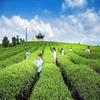250g Cassia Seed Tea Pure Material  Herbal Tea
