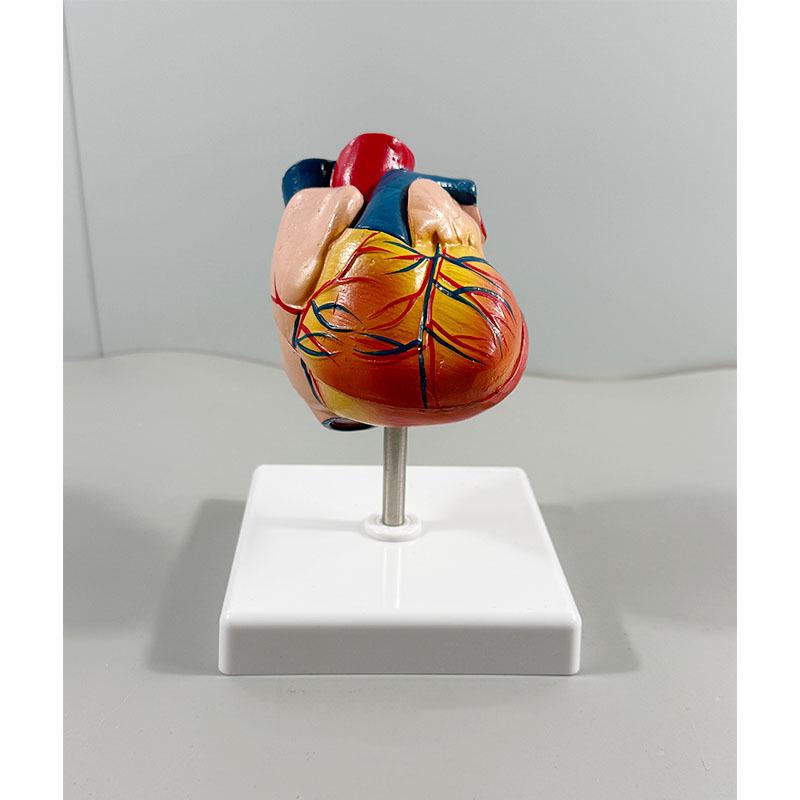 Removable Human Heart Anatomy Model with B-mode Color Doppler