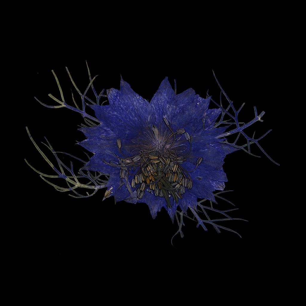 Dried Flowers. Flowers