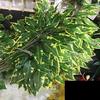 12PCS Green Plants Artificial Banyan Leaf Branch Plastic Tree Rattan Landscaping Accessories Wedding Garden Home Christmas Decor