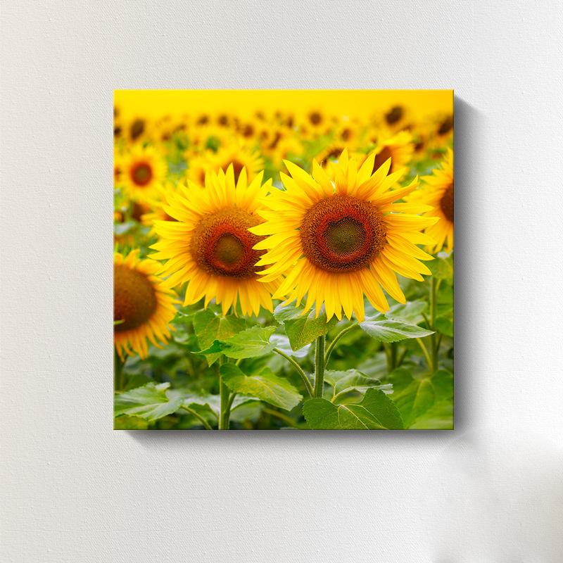 

Современная картина на холсте с изображением подсолнуха, скандинавский пейзаж, HD-картины, постеры и принты с цветами, настенное искусство, настенные картины, декор для стен без рамки 20x20cm (8X8 inch)