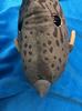 TST Advance Angler Filefish Plush Toy 9354