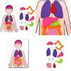 Body Human Organ Puzzle Science Educational Diy Set Cognitive Development Kids