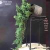 Potted Pine Bonsai for Indoor Living Room - Real Tree Landscape Decoration