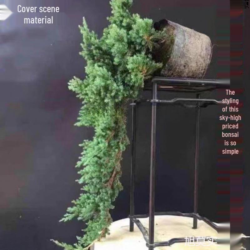 Potted Pine Bonsai for Indoor Living Room - Real Tree Landscape Decoration