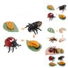 Insect Life Stage Model Pvc Educational Toy For Science Students And Nature Lovers
