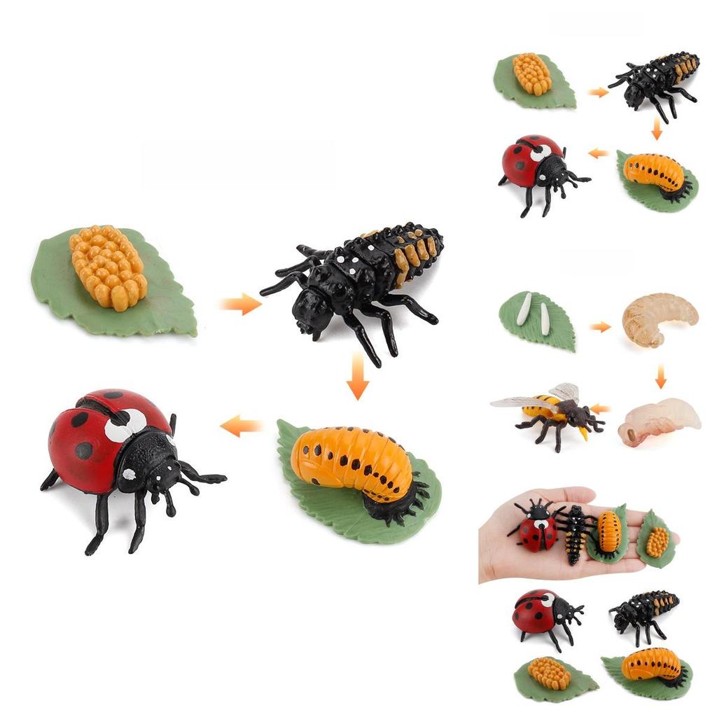 Insect Life Stage Model Pvc Educational Toy For Science Students And Nature Lovers