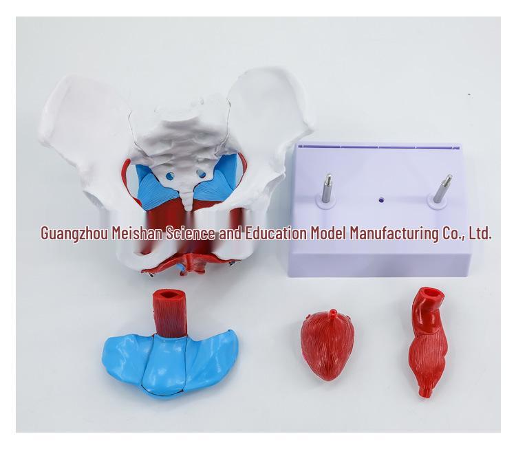 Female Pelvic Muscle and Pelvic Floor Model for Midwifery and Childbirth Education