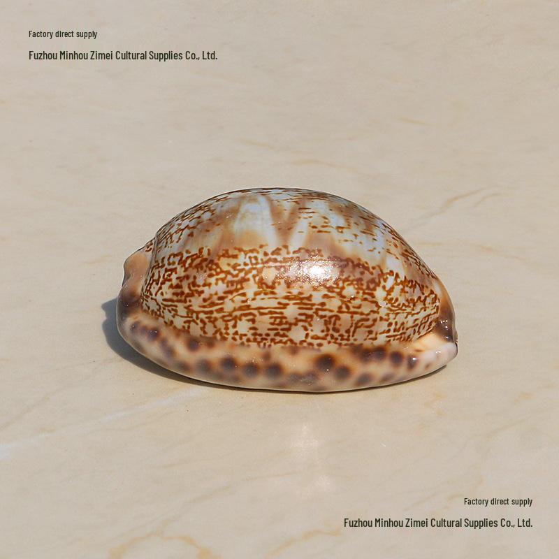 קונכייה טבעית נדירה, קונכיית שור, קאורי, חילזון, קישוט לאקווריום