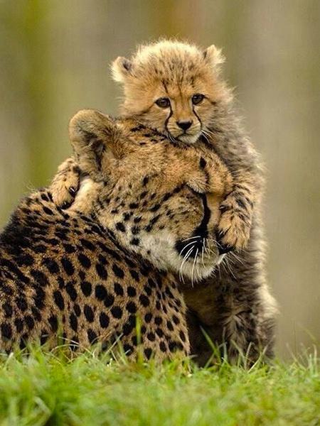 

5D DIY Алмазная картина Леопардовая мозаика Алмазная вышивка Полный круглый дрель Животное Набор для вышивки крестом Украшение дома Full Round 30x40CM