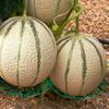 Obstschale, Haushalts-Wassermelonenschale, Korrosionsbeständiger Halter für Gartenbauobst, Stabile Westliche Schale