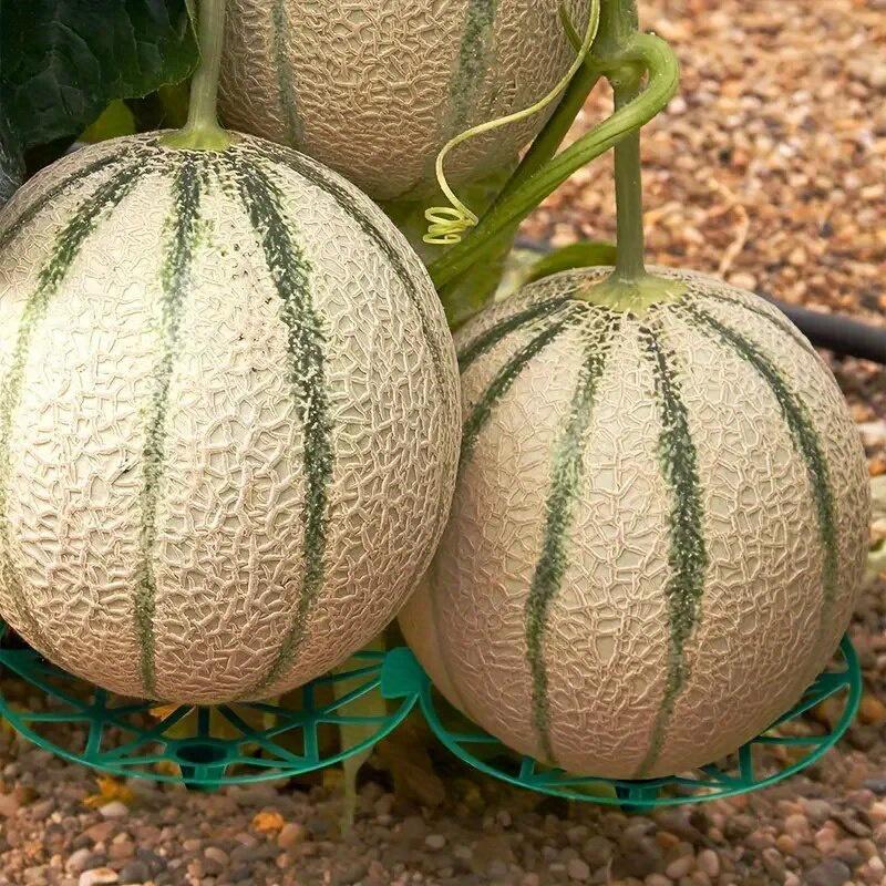 Obstschale, Haushalts-Wassermelonenschale, Korrosionsbeständiger Halter für Gartenbauobst, Stabile Westliche Schale