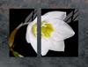 GLAS-KOCHFELD-SCHUTZPLATTE 70x52 ORCHIDEE