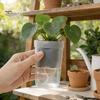 Compact Seedlings Planter Self Watering Plant Pots Mini Translucent Plastic Planters Propagation Oxalis Corm Pot with Reservoir for Cuttings Alocasia