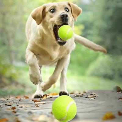 Hračky pro malé skákací míčky pro psy pro kočky Lnteraktivní štípací koule Hračka pro výcvik psů pro kočky Hračka s míčem Hračka pro domácí mazlíčky Produkty Hračka pro kočky