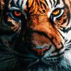 Tiger Muay Thai T-Shirt Kick Boxing 3D Print Vintage Training UV Protect Quick Dry Men Women Unisex Short Sleeve Round Neck MMA Mix Martial Art