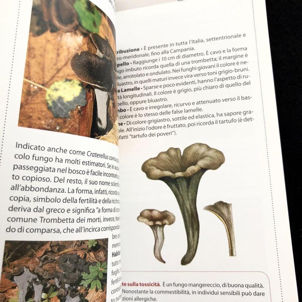 [USED] Two Mushroom Encyclopedias: "Funghi" and "Funghi Del Bosco" In Italian
