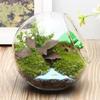 Glass Plant Terrarium Glass Round Terrarium Fish Bowl Plant Flowerpot Vase Air Plant Container Home Decoration Display