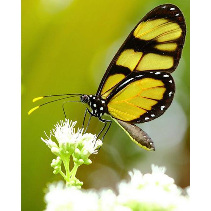 

Алмазная картина, полная круглая дрель, вышивка крестом, Алмазная вышивка, горный хрусталь, мозаика, подарок, украшение дома 30x40CM