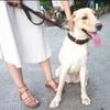 Dog leash cowhide non-slip and wear-resistant medium and large dogs lead the dog leash close in one step