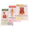Guias de Estudo de Anatomia e Fisiologia - Conjunto de 10 Guias de Anatomia Humana para Estudantes de Enfermagem Profissões Médicas