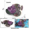 Ocean Wildlife Simulation Toy Set: Sea Turtle, Shark, Whale, Sea Lion, Tiger Shark, Manta Ray, Seal, Grouper.