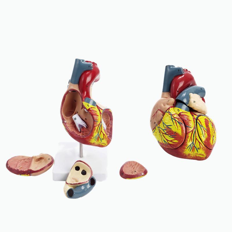 Grande strumento didattico per l'anatomia del cuore umano, 1:1 modello in scala con colori naturali e caratteristiche ecografiche.
