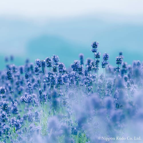 Kataribe Lavender Incense, Large Capacity, Approx. 200g, Nippon Kodo, Low Smoke