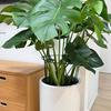Plant Stand Rustproof Garden Plant Support Climbing Frame Durable Iron Plant Holder for Tomatoes Peonies Balcony Office Yard