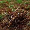 Heavy-Duty Outdoor Camping Tent Ground Stakes