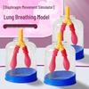 Junior High School Lung Breathing Simulator: Diaphragm Movement & Gas Exchange Teaching Aid