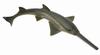 Collcta Figure Sawfish 88659 (Collector)