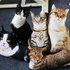 Simulation 3D Cat Cosplay Pillow Cushion Attractive Cute Pattern Bendable