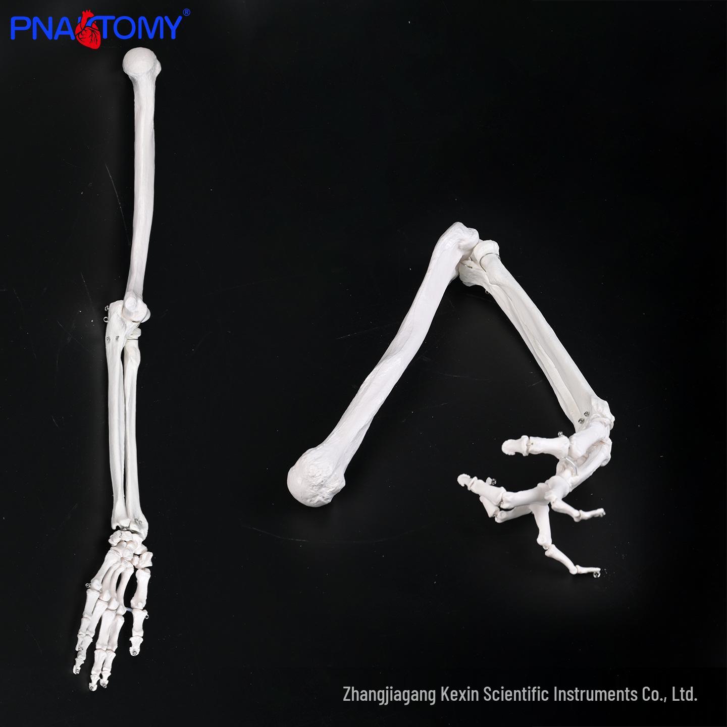 Anatomical Model of Left Upper Limb Bones with Scapula, Clavicle, Humerus, Radius & Ulna - Orthopedic Teaching Aid PNT-0170L