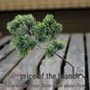 Artificial Pine Bonsai with Juniper Branches and Dried Flowers