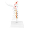 Cervical Vertebra Model Arteria Spine Spinal Nerves Anatomical Model for Science Classroom Study Teaching