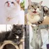 Haustierhalsband Glatte Oberfläche Voller Glanz Farbecht Verkleiden Verstellbar Katze Hund Dekorativ