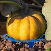 10PCS Melon Cradle Pumpkin Watermelon Stand Plastic Garden Plant Support for Squash Cantaloupe Strawberry Fruit Holder