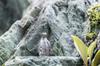 Pinguin (Elternteil und Kind) Hergestellt in England Tierkunst-Figuren-Sammlung