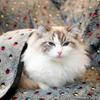Soft Coral Fleece Pet Blanket Dogs Cats Warm Bed Mat Cozy Sleeping Pad